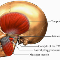 Muscles Used for Chewing