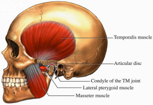 Muscles Used for Chewing