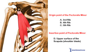 Pectoralis-minor1