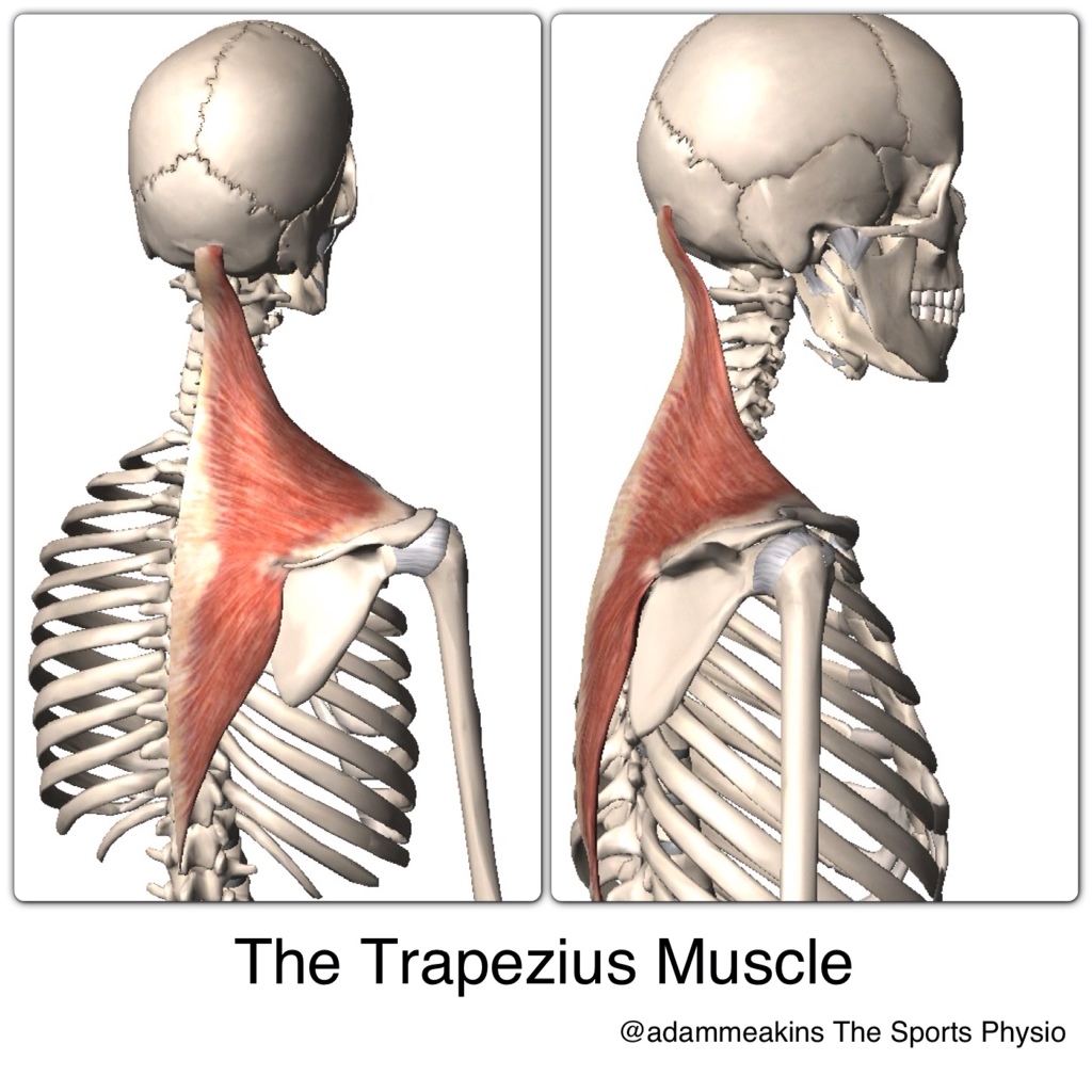 Muscle Monday Trapezius Hummingbird BodyworksHummingbird Bodyworks